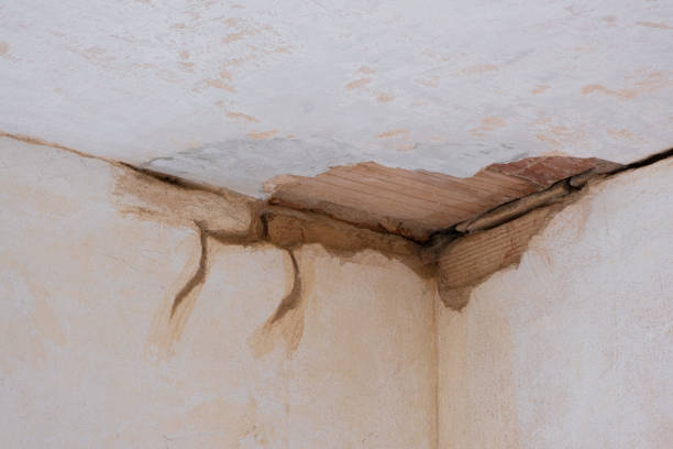 Best Mold removal after water damage  in Monument Hills, CA